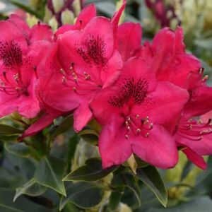 Rhododendron 'Nova Zembla' 40-60 cm